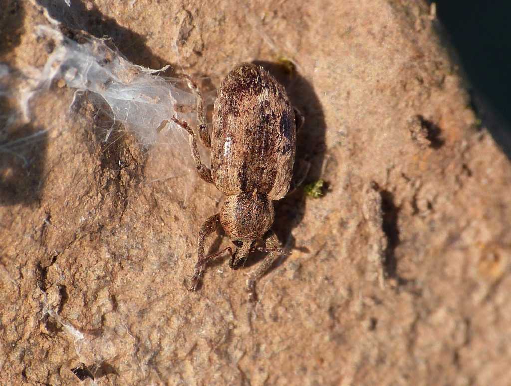 Curculionidae sotto una pietra - Tolfa (RM)